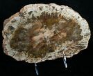 Wide Araucaria Petrified Wood Slab #6272-3